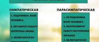 Симпатическая и парасимпатическая нервные системы