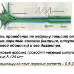 Скорость передачи импульса