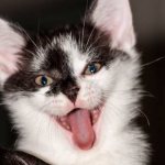 Dogs, cats, hedgehogs, foxes and squirrels - how they kill people with rabies