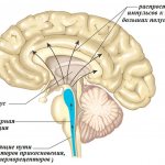 Сон с точки зрения физиологии