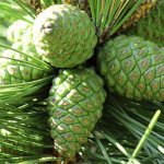 Сосновые шишки от инсульта и настойки: помогают ли они в лечении?