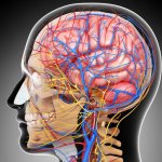 Сосудистая система мозга