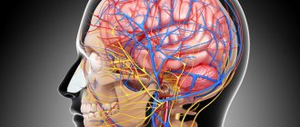 Сосудистая система мозга