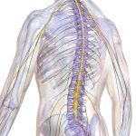 Спинной мозг