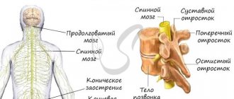 Spinal cord