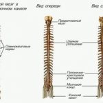 Спинной мозг