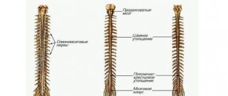 Spinal cord