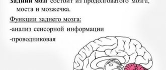 Строение и функции