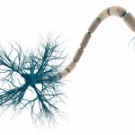 строение нейрона