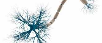 neuron structure