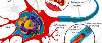 neuron structure