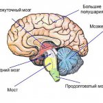 Строение промежуточного мозга