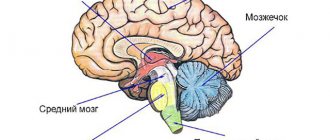 Строение промежуточного мозга