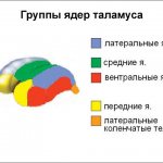 Строение таламуса
