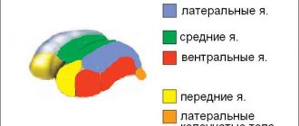 Строение таламуса