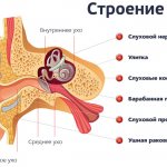 Строение уха