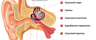 Ear structure