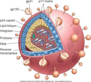 Вич рисунок вируса строение