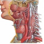 топография симпатического ствола