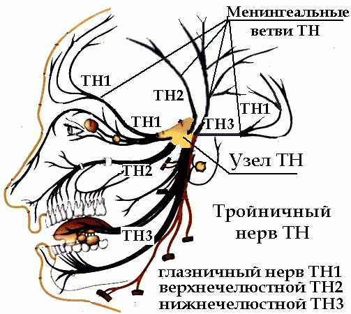 Рисунок тройничного нерва