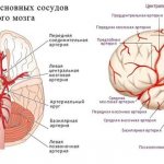 устройство кровоснабжения