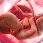 Внутриутробное развитие плода