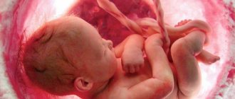 Intrauterine development of the fetus