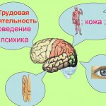 За что отвечает теменная доля