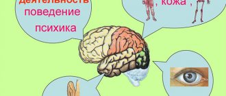 За что отвечает теменная доля
