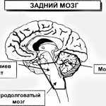 Задний мозг