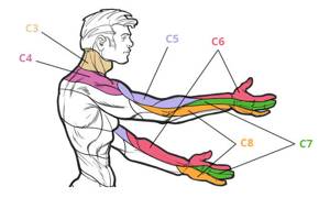 Схема иннервации руки