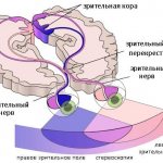 Зрительный путь схема